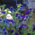 Eryngium Blue glitter