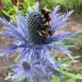 Eryngium alpinum