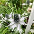 Eryngium giganteum Miss Willmott's Ghost