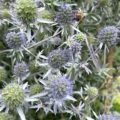 Eryngium planum