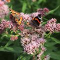 Eupatorium cannabinum