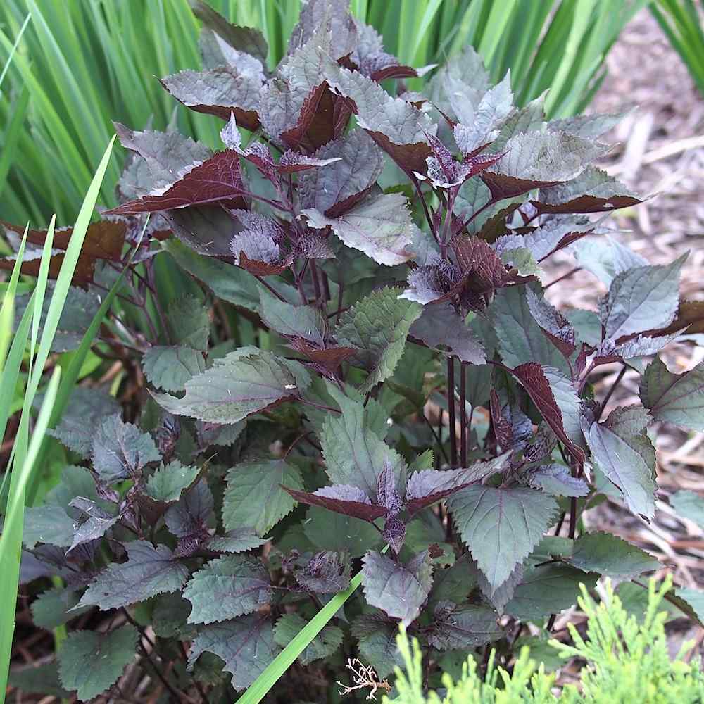 Eupatorium rugosum 'Chocolate'