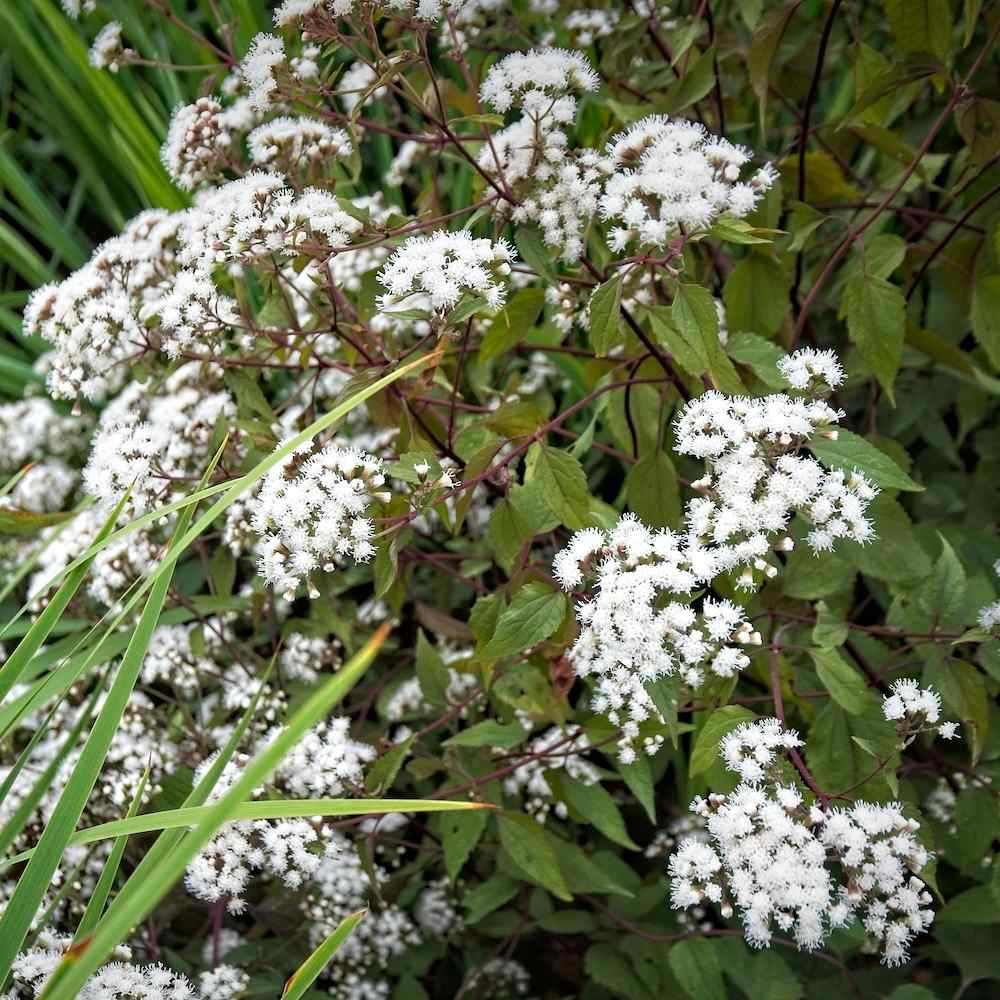 Eupatorium rugosum 'Chocolate'