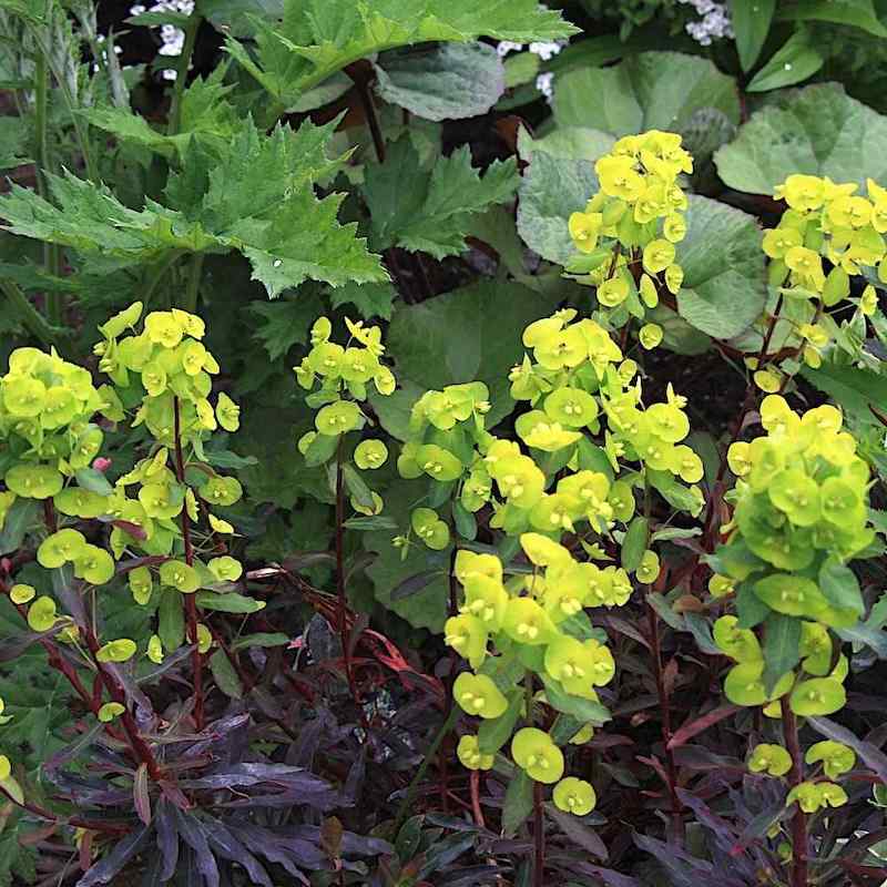 Euphorbia amygdaloides ‘Purpurea’ – Dunvortemelk