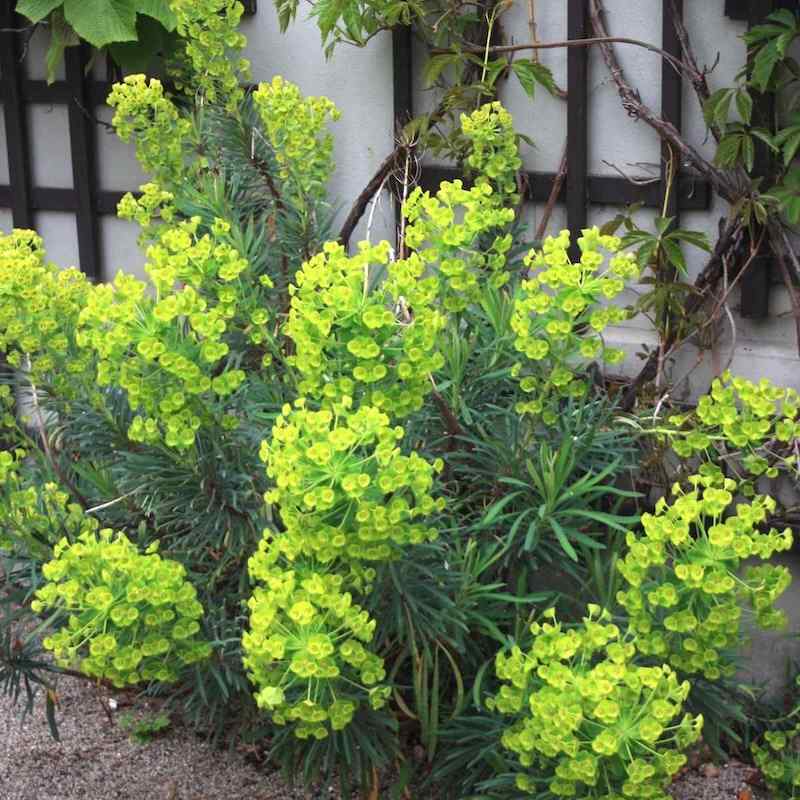 Euphorbia amygdaloides – Dunvortemelk