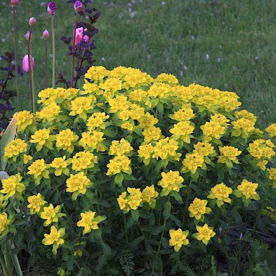 Euphorbia polychroma – Vårvortemelk