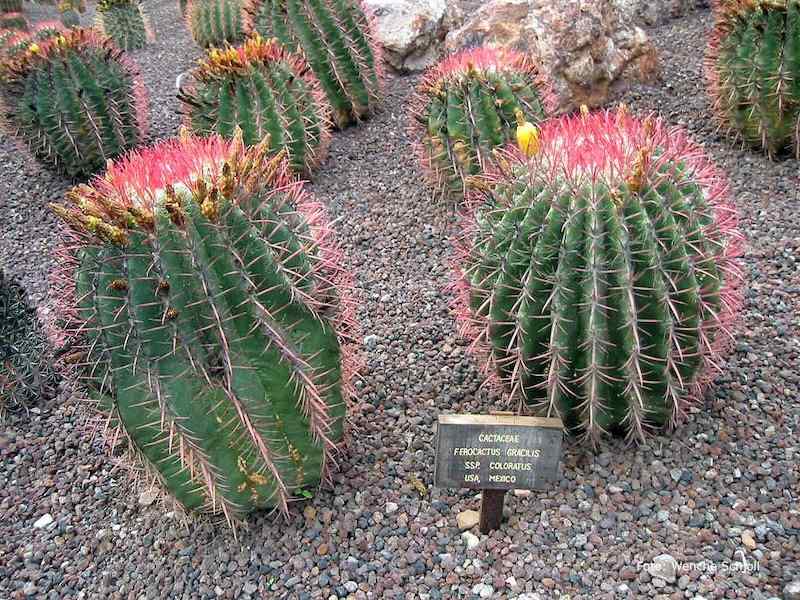 La Lajita Oasis Parc, Fuerteventura - Ferocactus gracilis sps coloratus