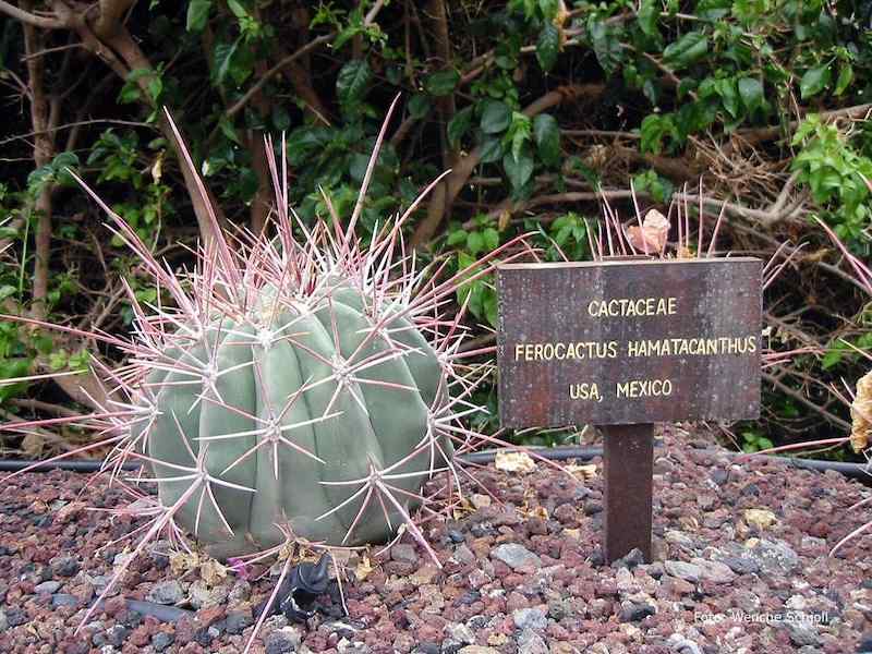 La Lajita Oasis Parc, Fuerteventura - Ferocactus hamatacanthus