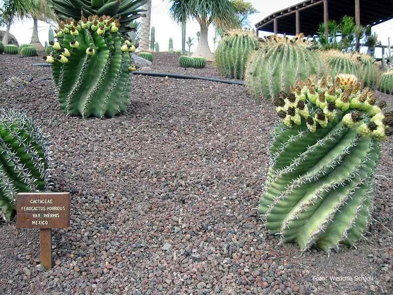 La Lajita Oasis Parc, Fuerteventura - Ferrocactus horratus var inermis