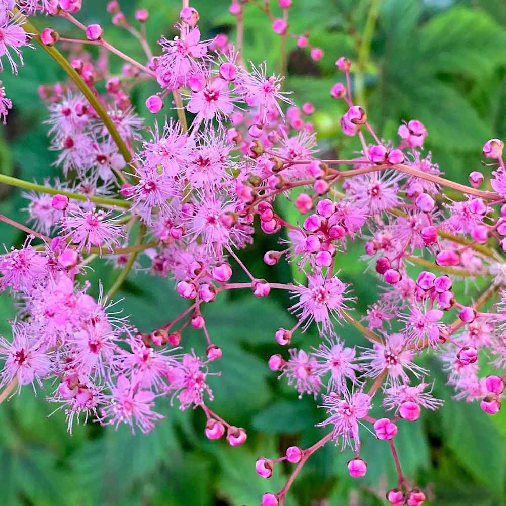 Filipendula 'Red Umbrella'