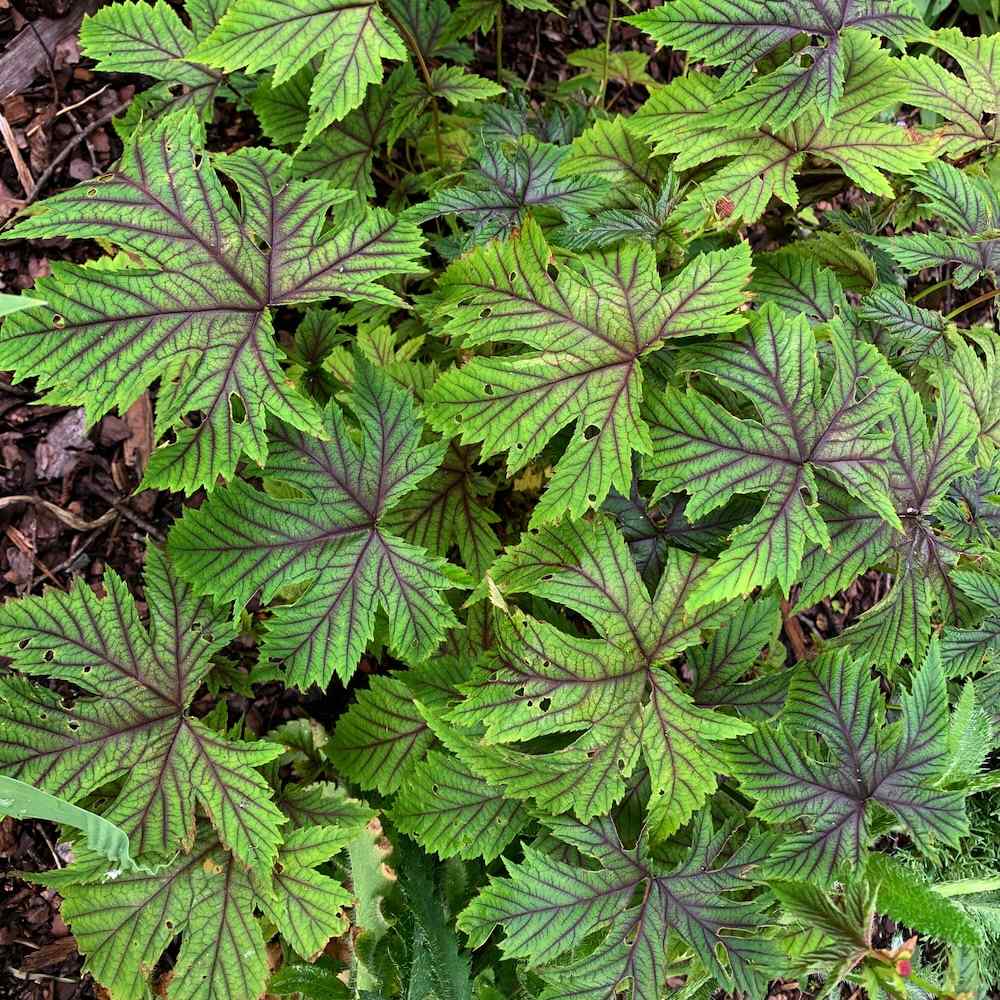 Filipendula 'Red Umbrella'