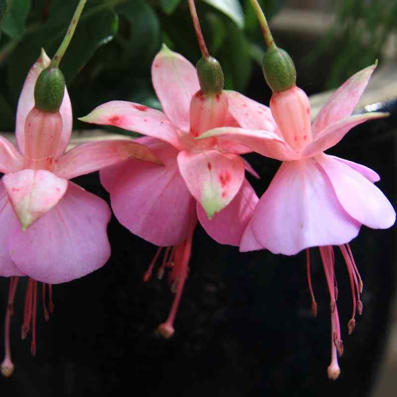 Fuchsia Albertina