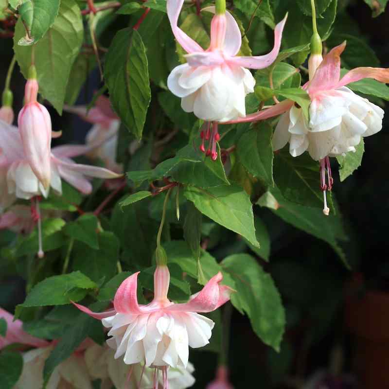 Fuchsia Annabel