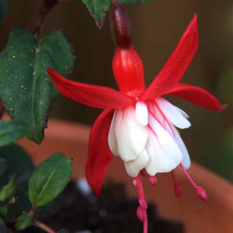 Fuchsia Ballerina