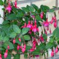 Fuchsia Beacon