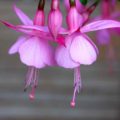 Fuchsia Beacon Rosa