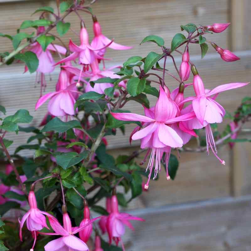 Fuchsia Beacon Rosa