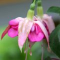 Fuchsia Bella Rosella