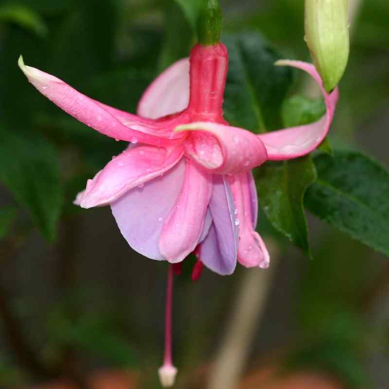 Fuchsia ‘Berbanella’