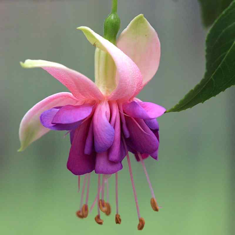 Fuchsia ‘Bobolink’
