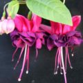 Fuchsia Breevis Homerus