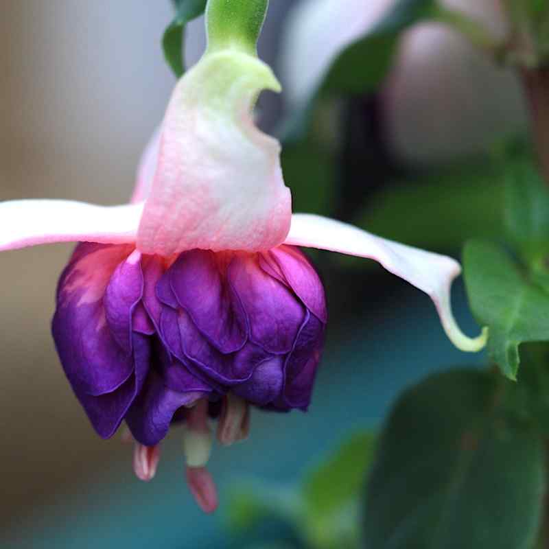 Fuchsia Brookwood Joy