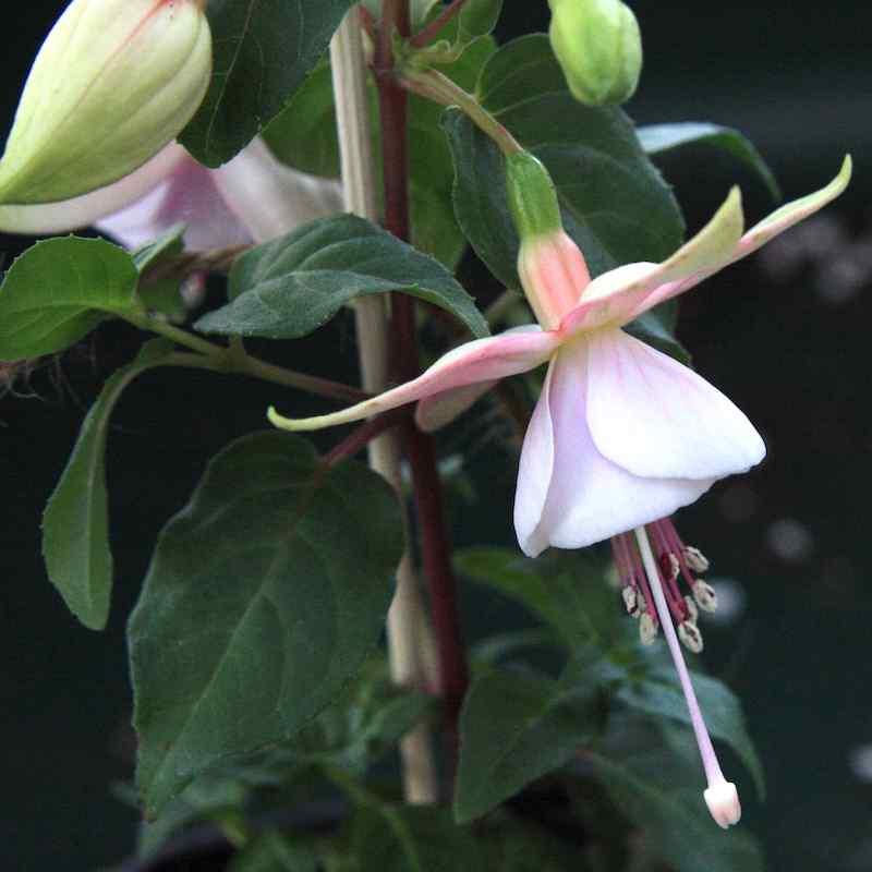 Fuchsia Carla Johnson