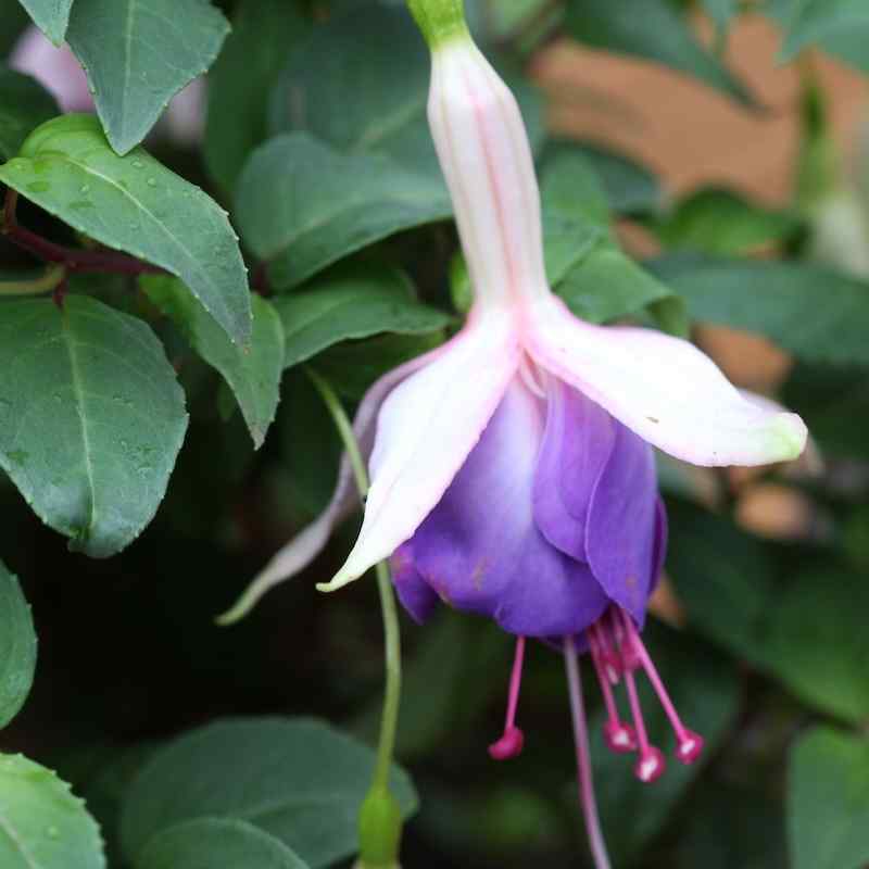 Fuchsia Carmel Blue