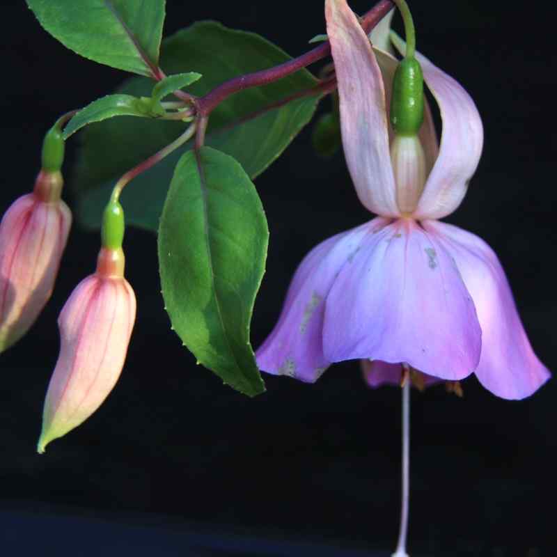 Fuchsia Caroline