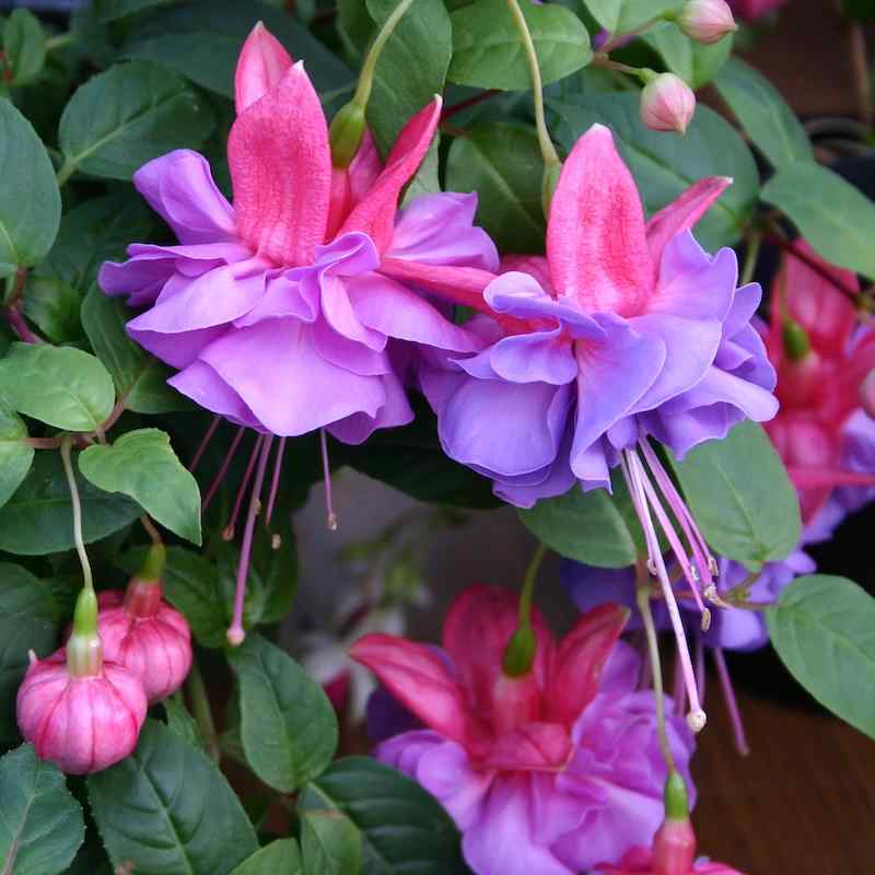 Fuchsia Cecile