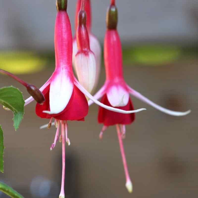 Fuchsia Checkerboard