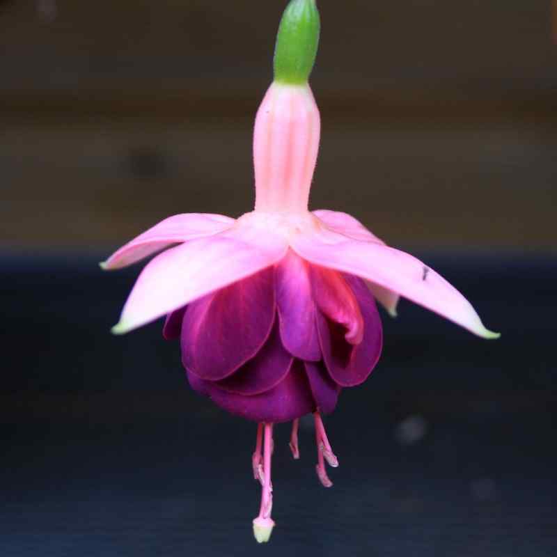 Fuchsia Constance