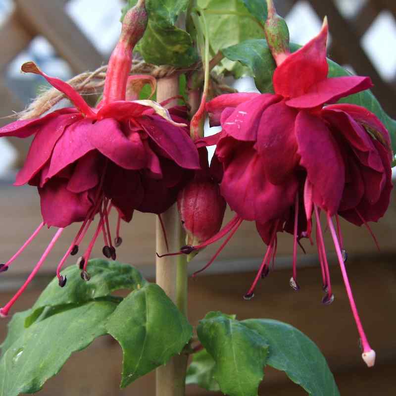 Fuchsia Coq au Vin