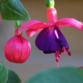 Fuchsia Catootje