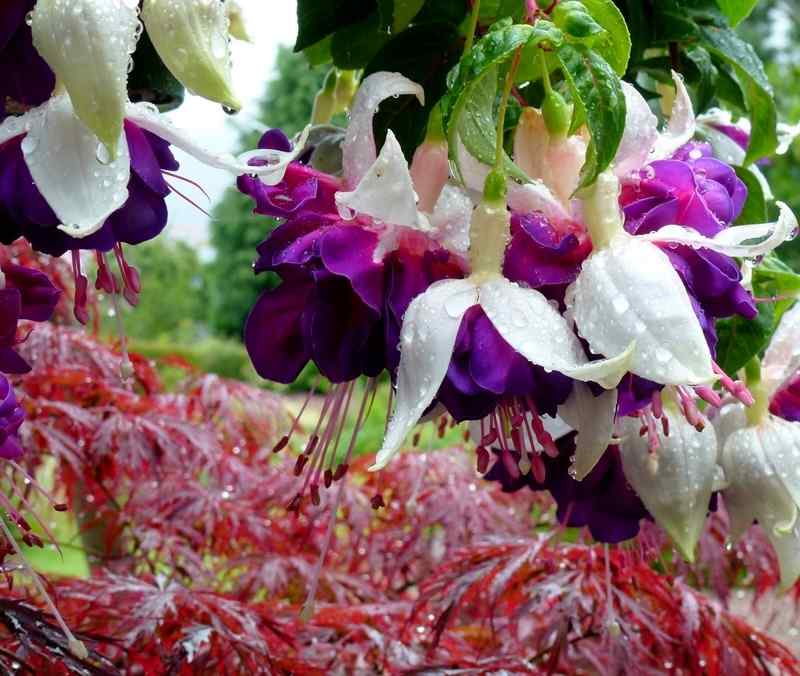 Fuchsia Deep Purple