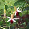 Fuchsia Deltas Pajas