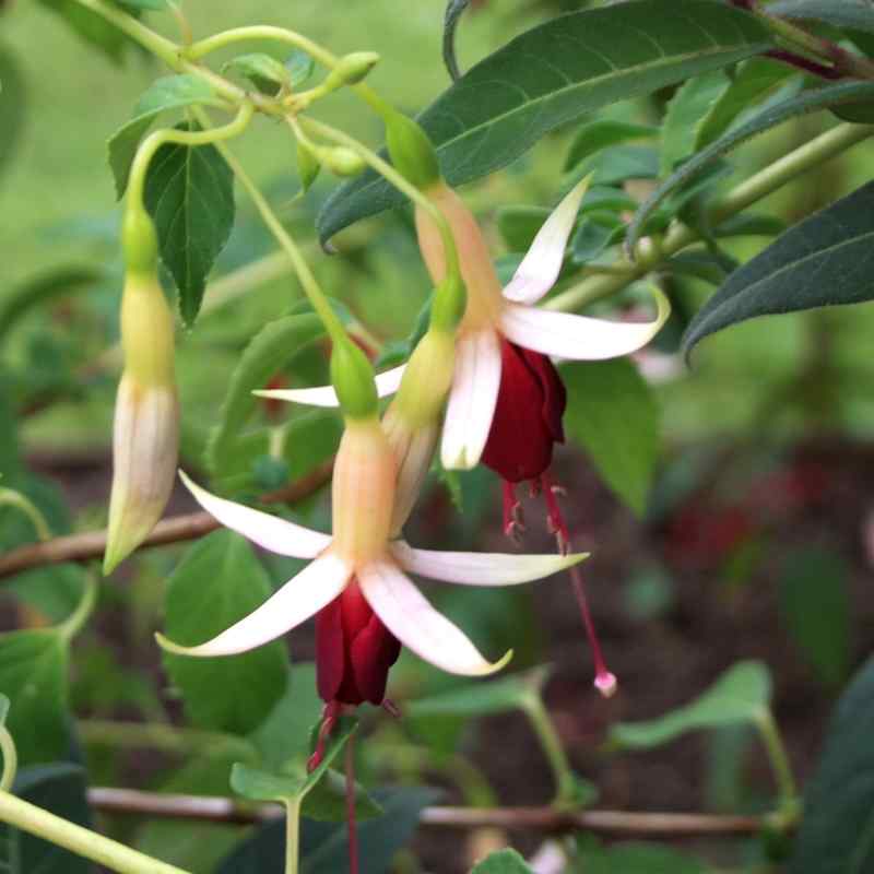 Fuchsia Deltas Pajas