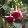 Fuchsia Deltas Symphonie