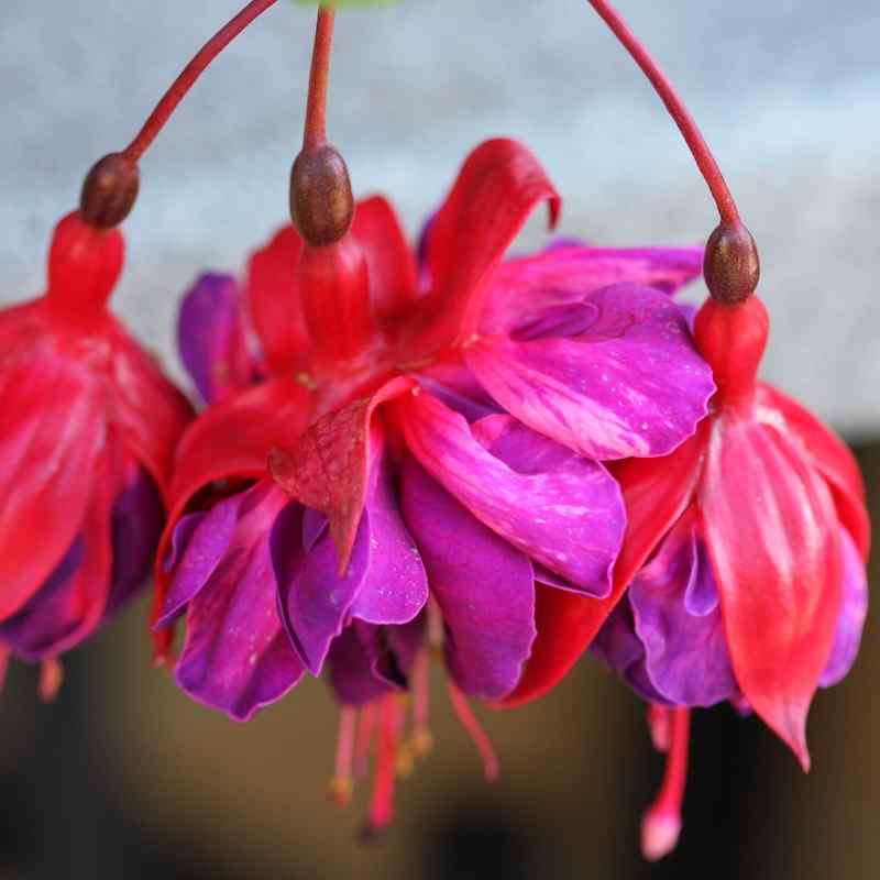 Fuchsia Delvino