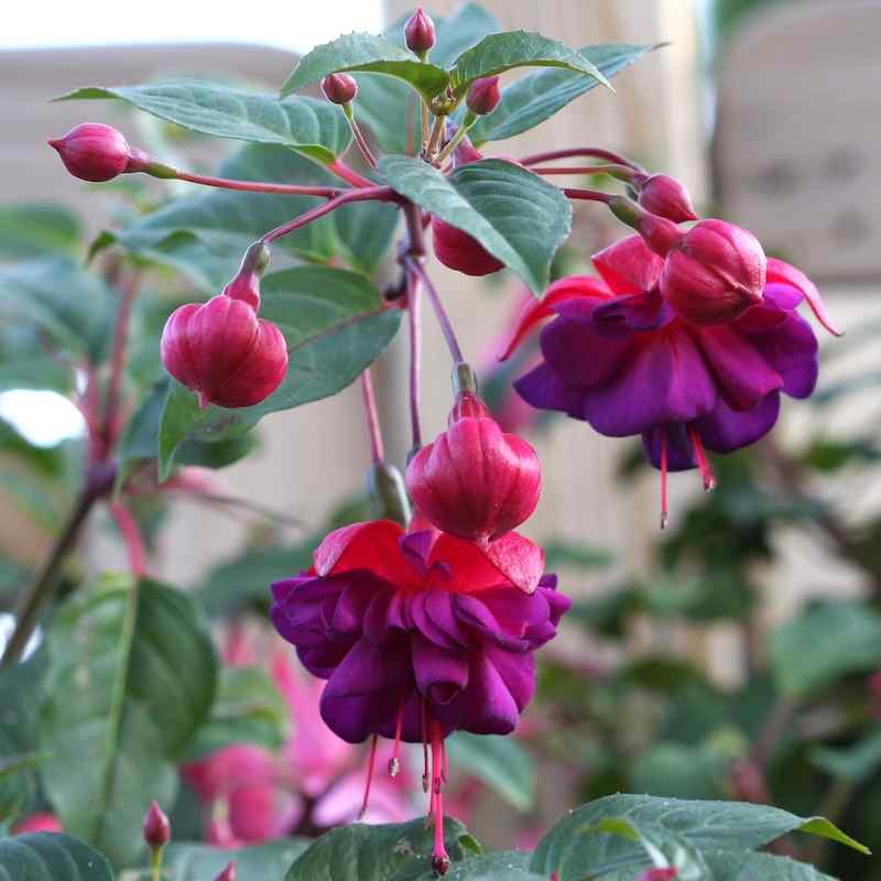 Fuchsia Dollarprinsessen