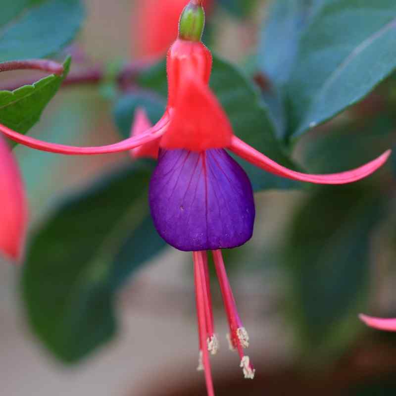 Fuchsia Eden Rock