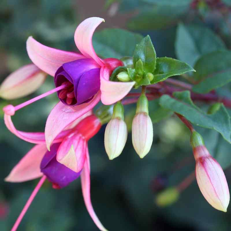 Fuchsia Ellebel