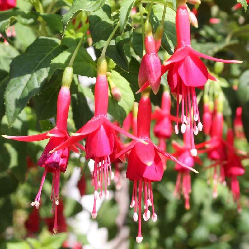 Fuchsia Flach