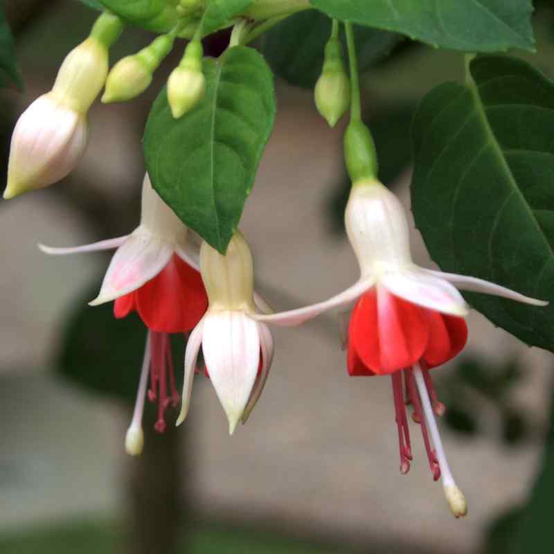 Fuchsia Galadriel