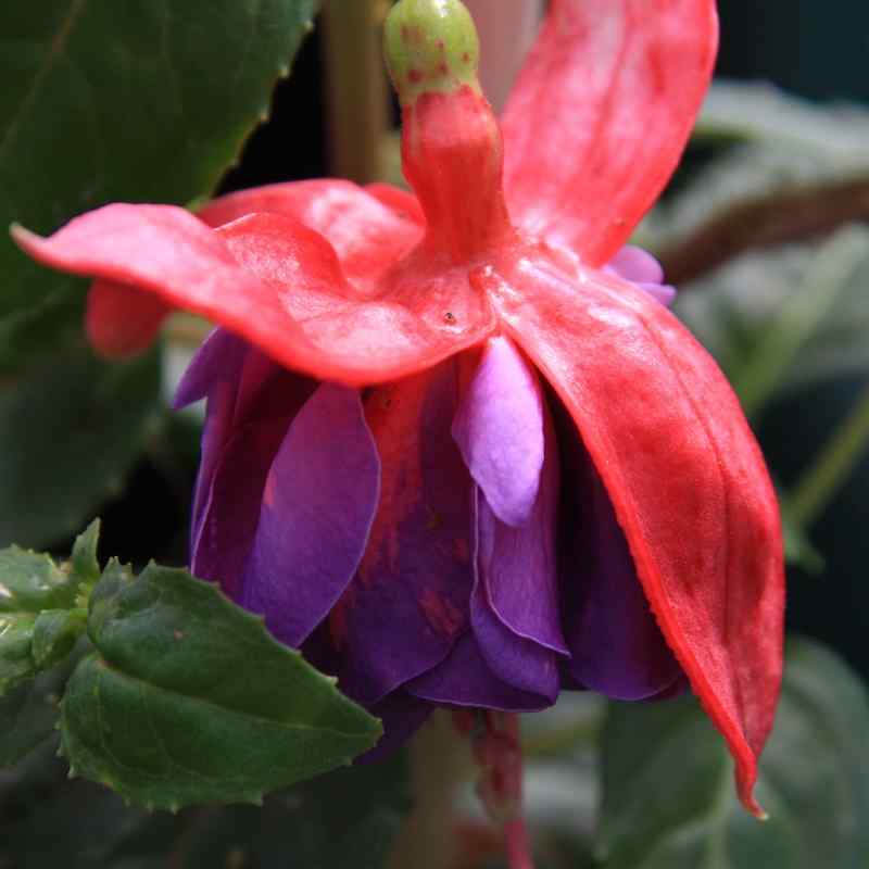 Fuchsia Gillian Althea