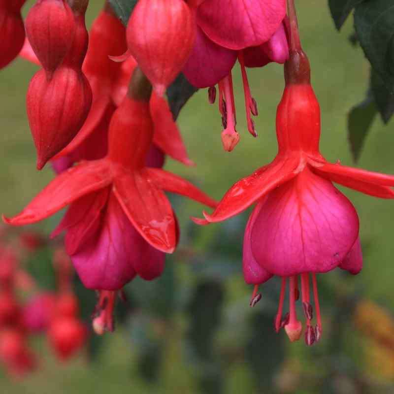 Fuchsia Gnom