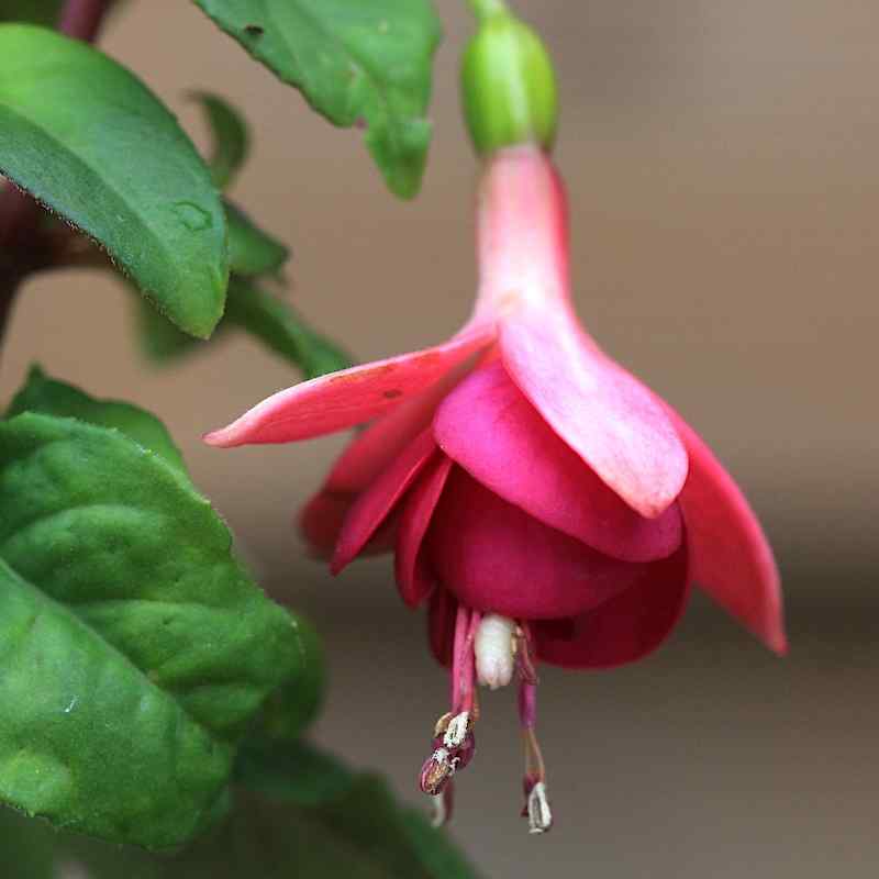 Fuchsia Golden Treasure