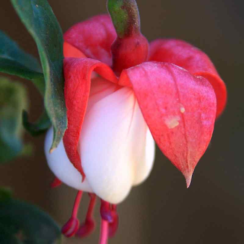 Fuchsia Gøteborg