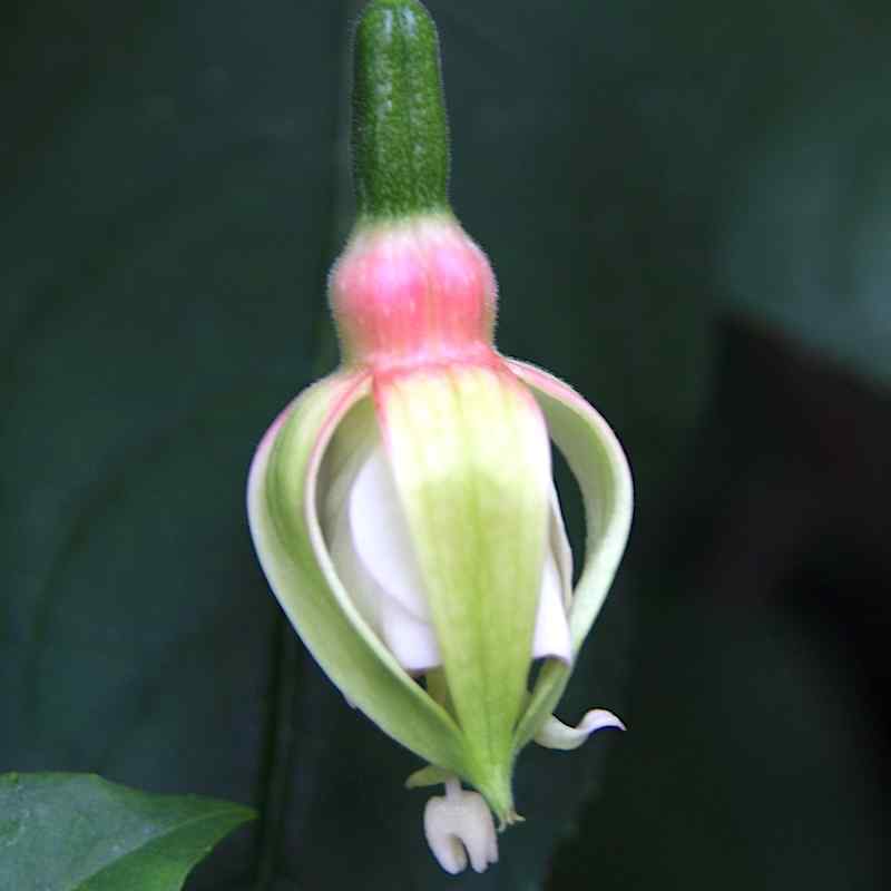 Fuchsia Greenpeace