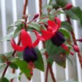 Fuchsia Gruss Aus dem Bodethal